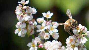 Buckwheat from the Nordic seed collection cultivated in NordGen's garden.