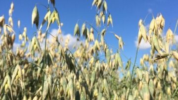 Project aim to produce yield-stable oat varieties.