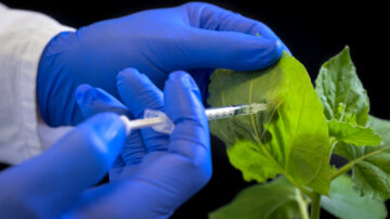 With the help of the new active ingredient developed by the MLU researchers, plants can be easily protected against the cucumber mosaic virus. (Uni Halle / Heiko Rebsch)