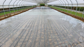 In anaerobic soil disinfestation, after organic amendments are mixed in, the soil is irrigated to saturation and covered with impermeable plastic, as shown here, creating no-oxygen conditions that suppress weeds. (Credit: Francesco Di Gioia/Penn State)