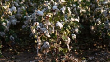Most South Carolina cotton fields have open bolls which most likely will be affected by rain from Hurricane Helene.