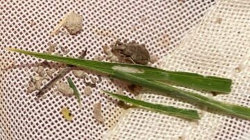 When adult rice water weevils are present, scarring can often be found on rice leaves. However, the real damage is being done below the surface by rice water weevil larvae. (Division of Agriculture photo.)
