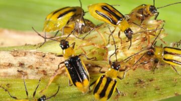 Corn that has been genetically engineered to resist corn rootworms like this one has become increasingly less effective. Purdue University entomologist Christian Krupke and his colleagues at 12 universities publish a multi-state analysis of the problem in the journal Science. (Purdue University Extension Entomology/John Obermeyer)