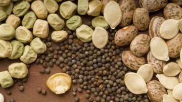 Assorted vegetable seed-(clockwise) gasden pea, pinto dry bean, winter squash, broccoli (center, sweet corn. (Credit: Lynn Ketchum)