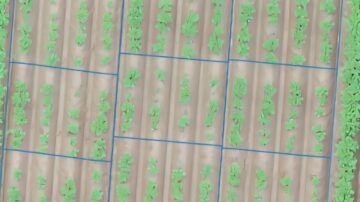Drone image of a potato field, used in this research. (Credit: Utrecht University)