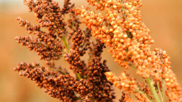 K-State's Feed the Future Innovations Labs have helped spur agricultural innovation in Kansas and help feed a hungry world. Due to changes to federal funding, K-State will suspend the operation of its two current Feed the Future Innovation Labs on April 12.