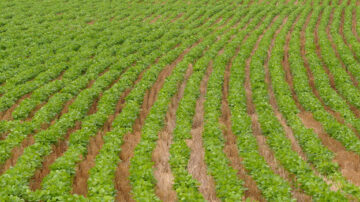 Kansas State University agriculture economist Elizabeth Yeager says double-cropped soybeans increase profits, and cropping systems agronomist Kraig Roozeboom says they positively influence soil characteristics, though not to the same degree as some cover crops.