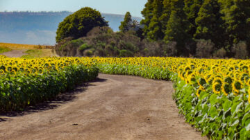 Farm track between sunflower fields using regenerative agriculture.