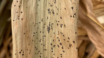 Tar spot is visible on a stalk of corn that was included in a Halloween decor item purchased in Arkansas. (Image courtesy Jason Kelley)