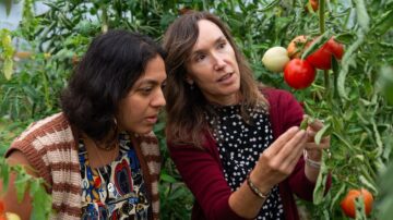 Purdue researchers Ankita Raturi (left) and Lori Hoagland (right) recently received a $3.5M grant with collaborators around the nation to develop new tools and strategies for tomato organic management and improvement. (Photo by Joshua Clark)