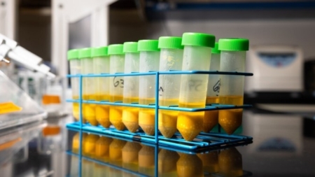 Pollen samples ready for analysis in the McArt Lab in Comstock Hall. (Jason Koski/Cornell University)
