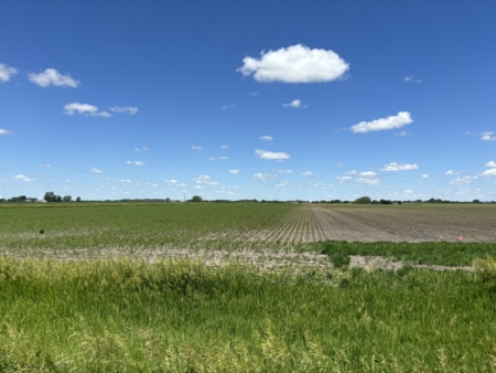 Soybeans are used in between seed corn fields to provide isolation for the corn plants.