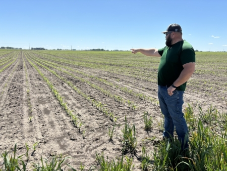 Adam Smith points out how rows of seed corn are planted.