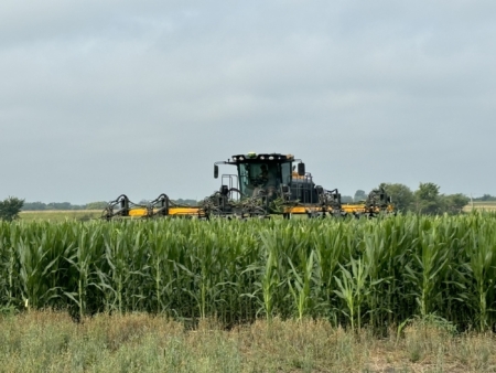 Corn is cut mechanically before crews go into the fields to finish detasseling by hand.