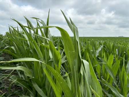 A Beck's seed corn production field near Mount Pleasant, IA.