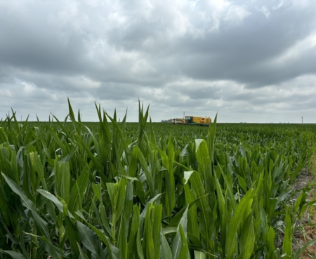 An Oxbo 5180 seed corn detasseler passes through a Beck's production field.