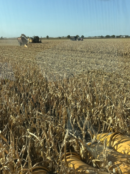 The view from the cab of a seed corn harvester as a field is picked.