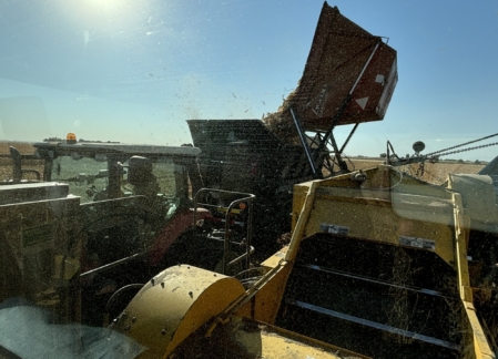 Corn is transferred from one cart to another as harvesters roll through the field.