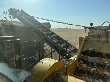 Corn falls into a cart as it is driven alongside the harvester.