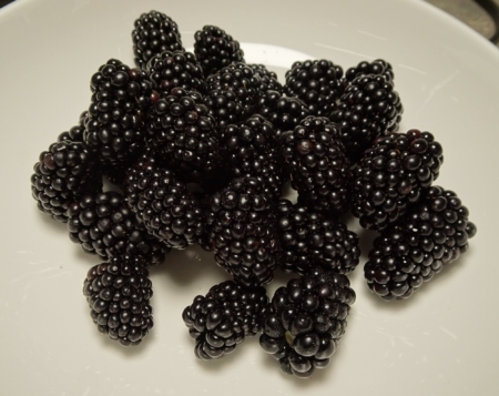 Blackberries. (Courtesy of UF/IFAS)