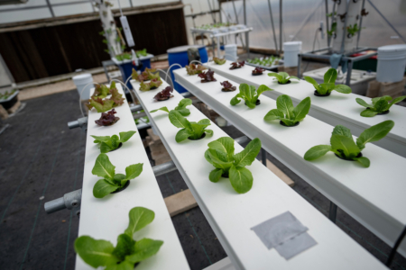 Genetic research will help identify plant characteristics and breed cultivars that optimize controlled environment production. (Sam Craft/Texas A&M AgriLife)