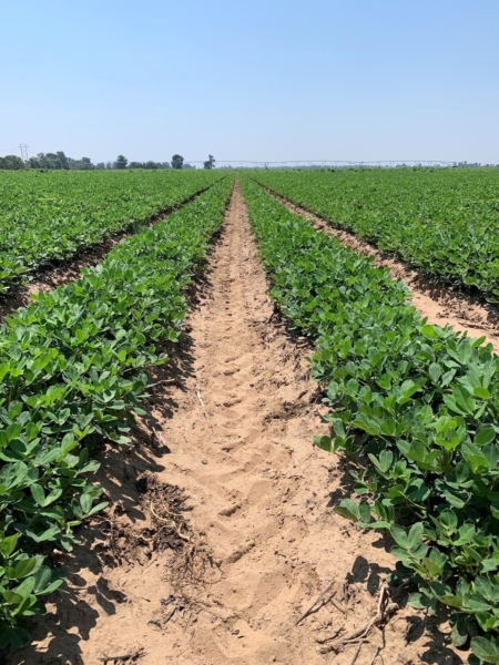 Peanuts provide valuable soil benefits and grow in sandy soils where other crops may struggle. (Photo courtesy of Justin Calhoun)