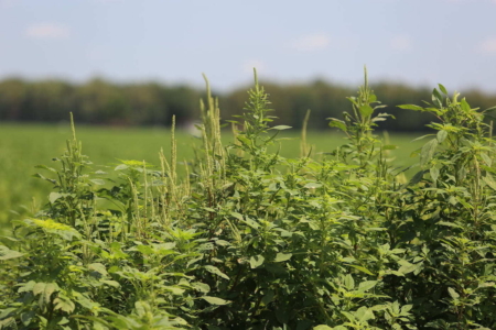 Palmer pigweed is one of the weeds in Arkansas with growing herbicide resistance. A new study will examine microwaves to kill weed seeds on, and under, the soil surface. (U of A System Division of Agriculture photo)