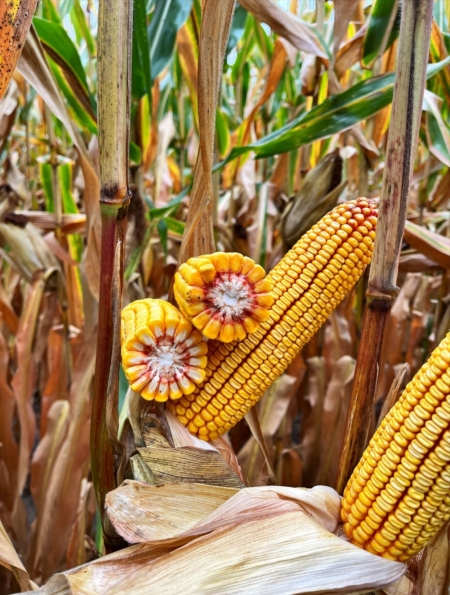 Management of research test plots aligns with a farmer’s practices in that field, helping to ensure results reflect the realities of farming.