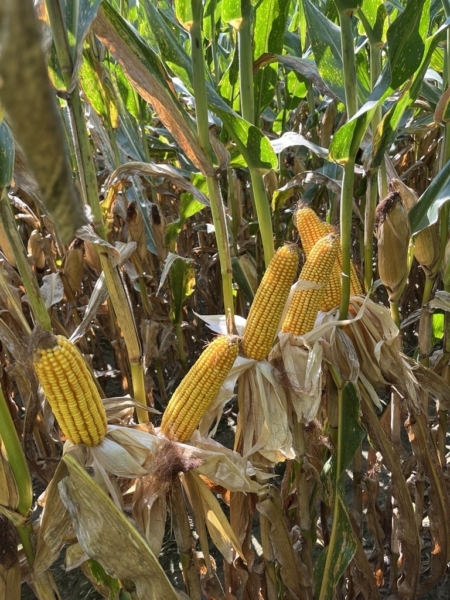 Technical product specialists are in test plots throughout the season, monitoring a wide range of agronomic metrics.