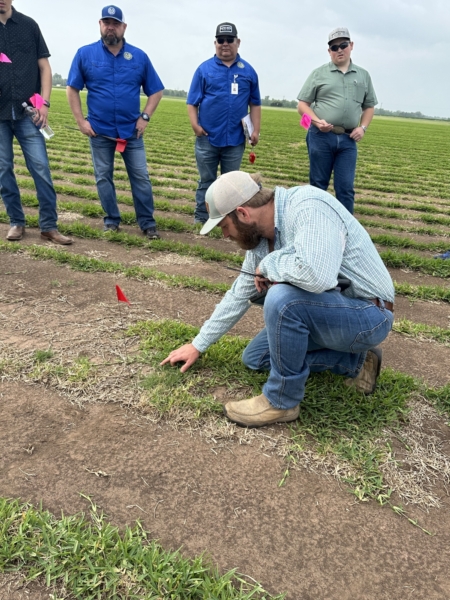 AOSCA held a turfgrass inspectors training April 30-May 1 in Rosenburg, TX with classroom and in-the-field sessions. (AOSCA photos)