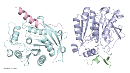 Enzymes CXE15 (left) and CX20 (right).