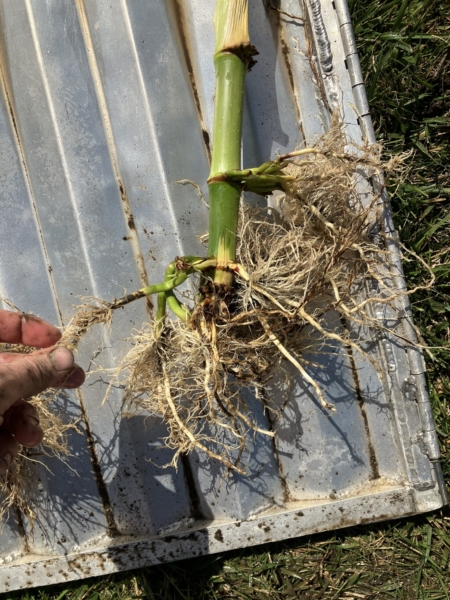 Roots can show evidence of corn rootworm feeding.
