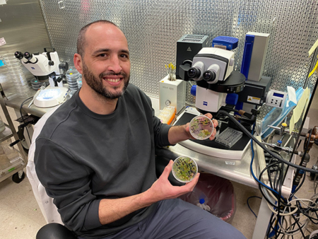 Lead scientist Juan Debarnardi shows grain embryos his team is using for their research in the Parsons Foundation Plant Transformation Facility, in the Department of Plant Sciences at UC Davis. (Trina Kleist/UC Davis)