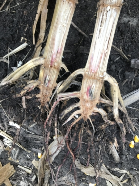 Discoloration within the roots can signal disease.
