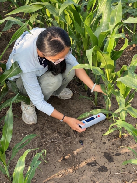 Xinran Wang using EnGeniousAg’s sensor to determine nitrate concentrations in corn stalks. (Patrick S. Schnable)