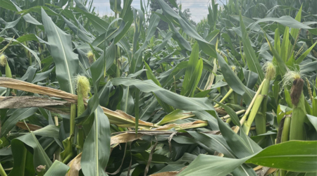 Greensnap can make it difficult to distinguish rows come harvest.