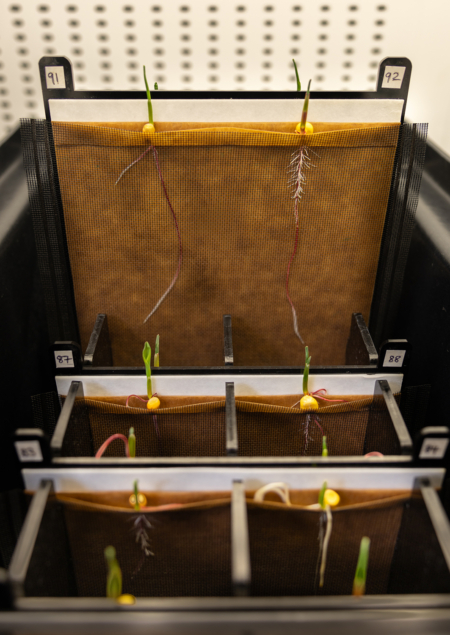 Corn roots growing in a custom-designed assay to measure root branching responses to moisture, a phenomenon known as hydropatterning. (LiPo Ching, Stanford University)