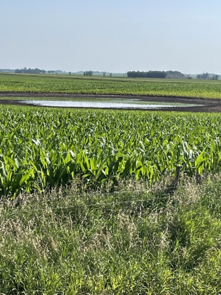 Flooded corn is discouraging, but farmers can still make the most of the surrounding acres, says AgriGold Agronomist Jeff Morey.