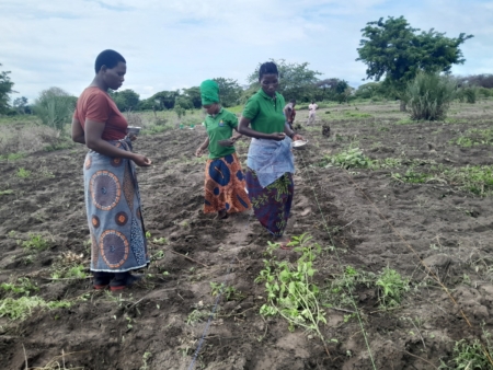 The women’s group plants sorghum using proper spacing techniques, a transformative practice essential for certified seed production, which they adopted after training by CBCC and mentorship from Zainab. (Photo: CBCC)