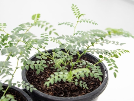 A chickpea plant. (Megan Pope, UQ)