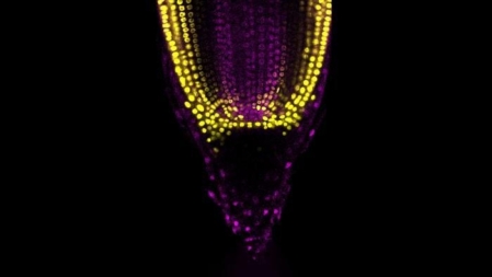 Root meristem region of sorghum showing cell division. (CRAG)