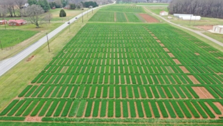 An NC State Official Variety Trial wheat field.