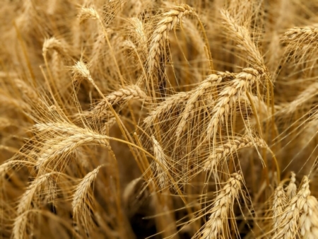 Wheat drying in a field. (Photo by Nico Lara)
