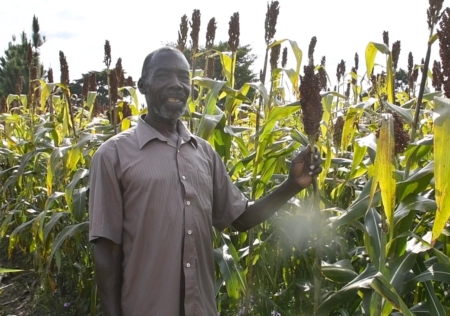Nelson prefers the NAROSORG 2 sorghum variety known for its resilience and red grain color. (Photo: Marion Aluoch/CIMMYT)