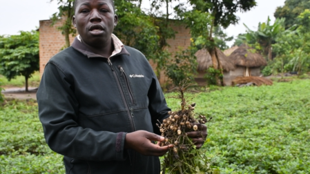 Dennis, displays a freshly harvested groundnut plant from his demonstration plot, showcasing the success of improved, drought-tolerant groundnut varieties. (Photo: Marion Aluoch/CIMMYT)