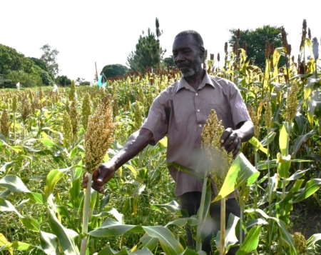 Nelson showcases the SESO 1 sorghum variety that is white in color. (Photo: Marion Aluoch/CIMMYT)