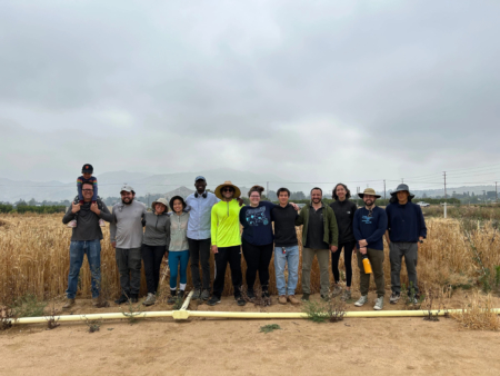 Barley researchers in the field. (Dan Koenig/UCR)