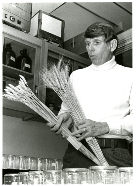 Pictured in the lab in 1979, USDA scientist Robert Allan bred cereals for Washington’s diverse climates and pest and disease challenges.