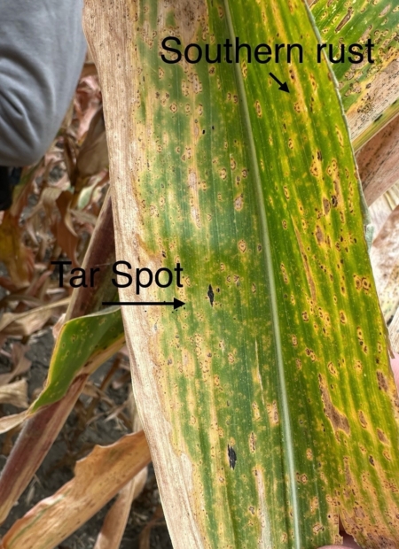 To distinguish between tar spot and southern rust, brush your finger over the lesion. If the spot starts to rub off, it’s southern rust.