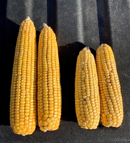 Improper seeding depth (ears on the right) can cost farmers bushels, which is why LG Seeds Agronomist Steve Crafton recommends checking down pressure often.
